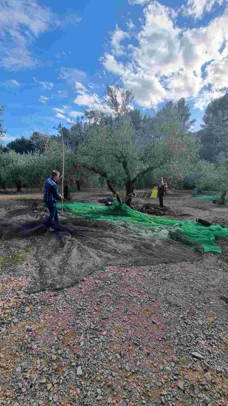 Olivenernte auf der Finca Armonia in Spanien