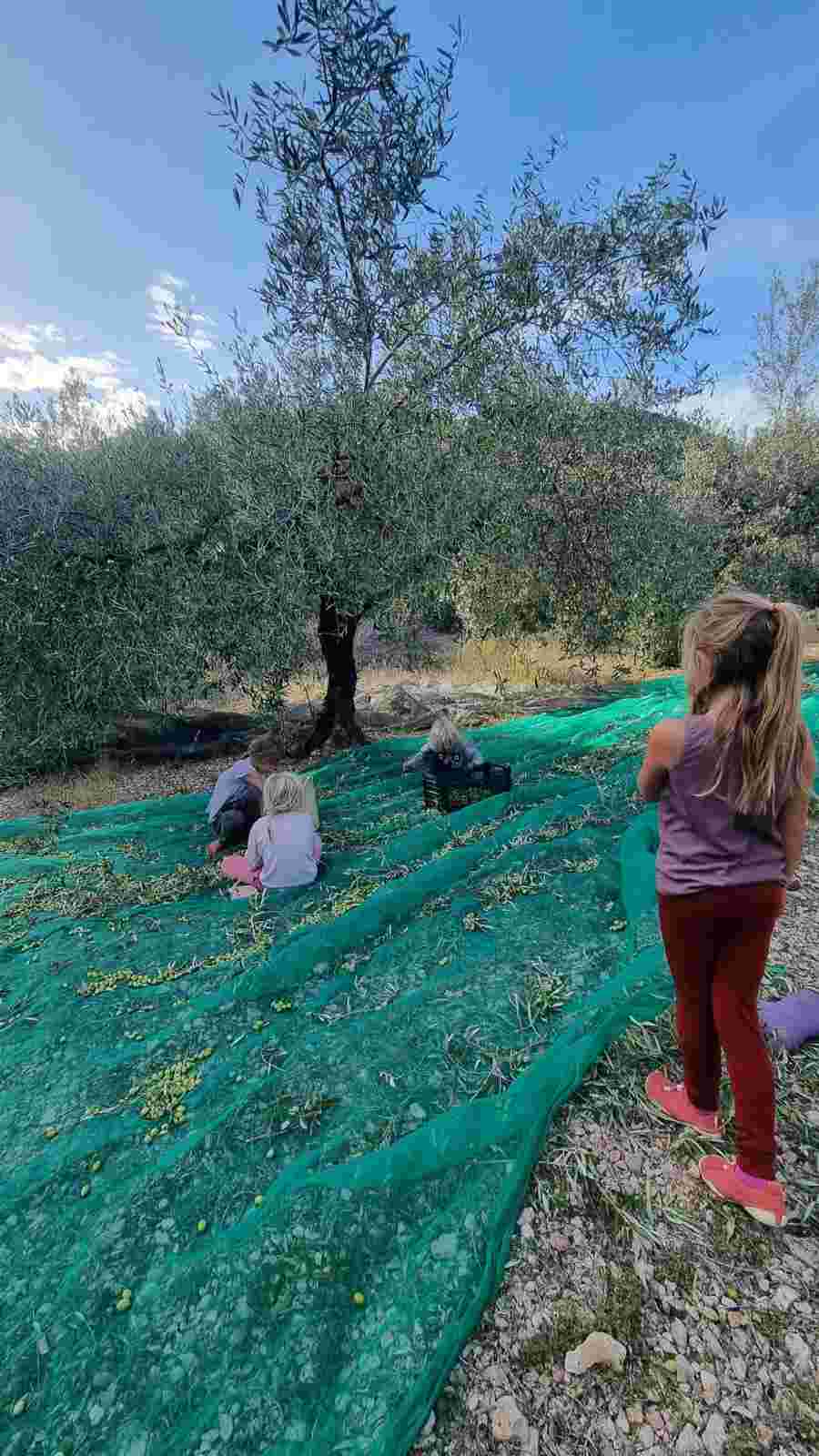 Kinder helfen bei der Olivenernte auf der Finca Armonia